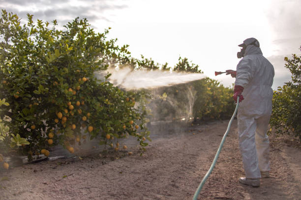 Pest Prevention Services in Foster City, CA