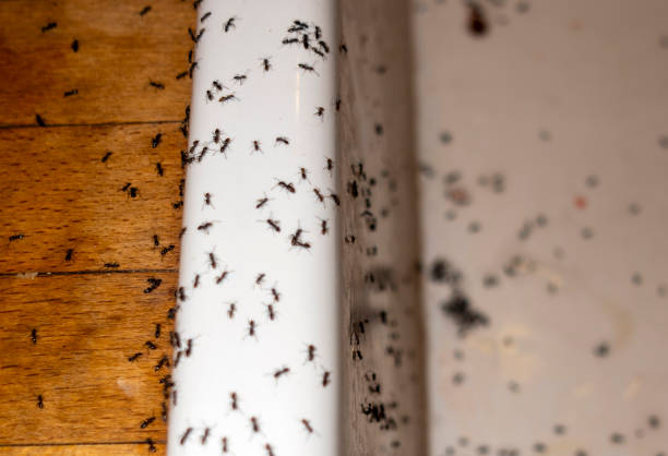 Best Pest Control Near Me  in Foster City, CA