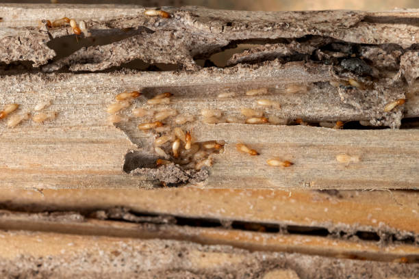 Best Ant Control Services  in Foster City, CA